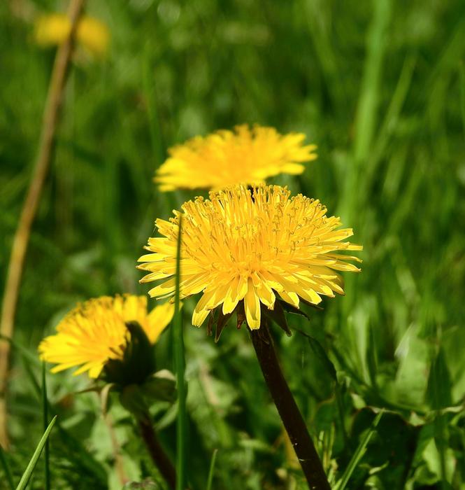 Nature Flower Plant