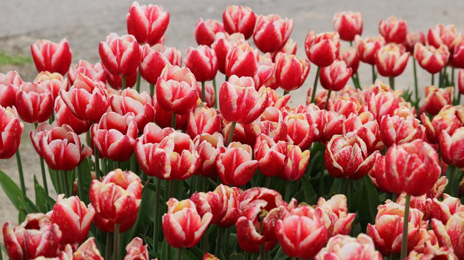 Tulip Flower Nature