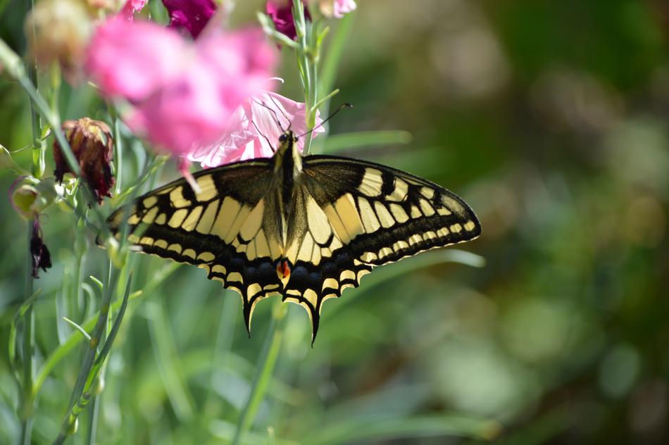 Butterfly Dovetail Butterflies