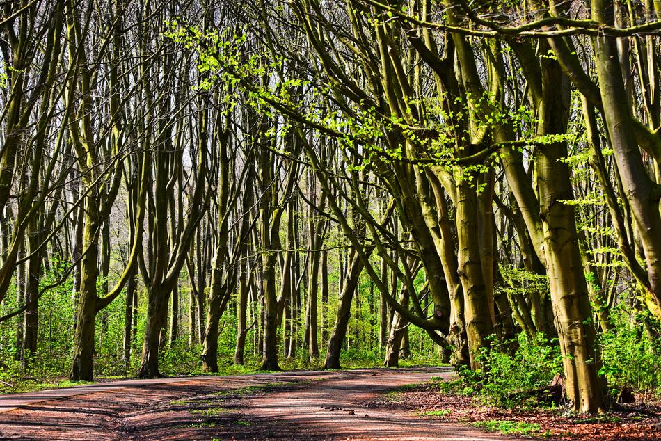 Forest Tree Lane Lined