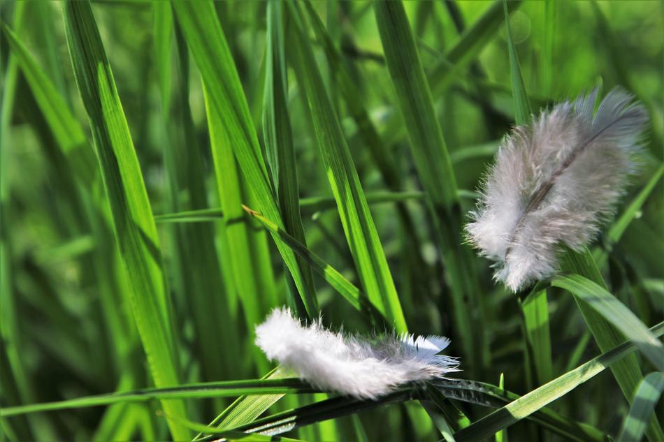 Lawn Nature Plant