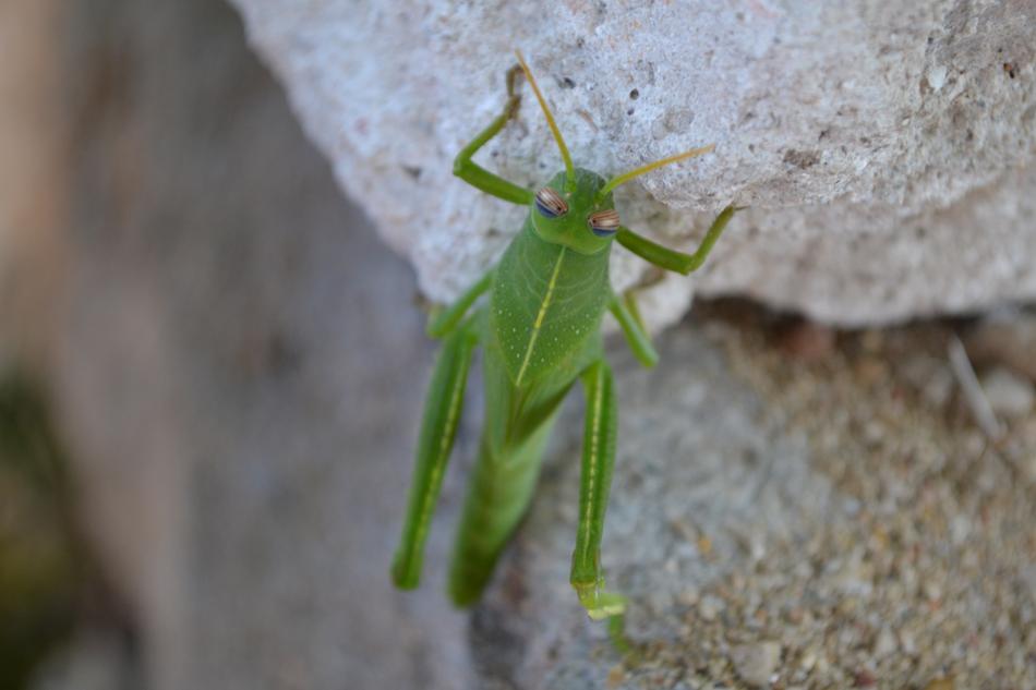 green grasshopper on a stone landscape