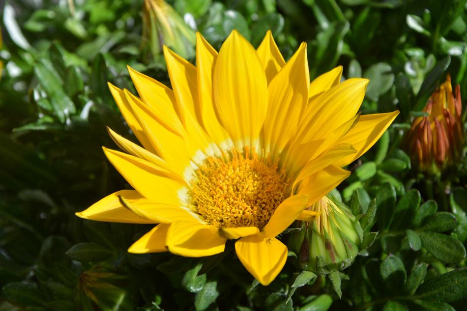 Flower Yellow Petals