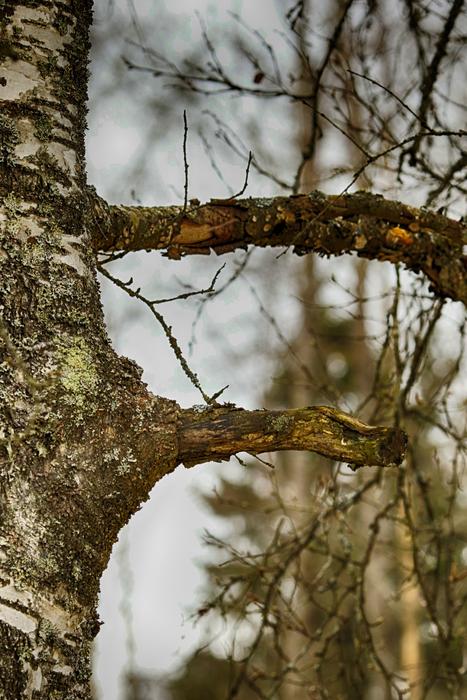 Tree Nature Wood