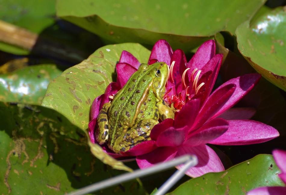 Frog Summer Nature