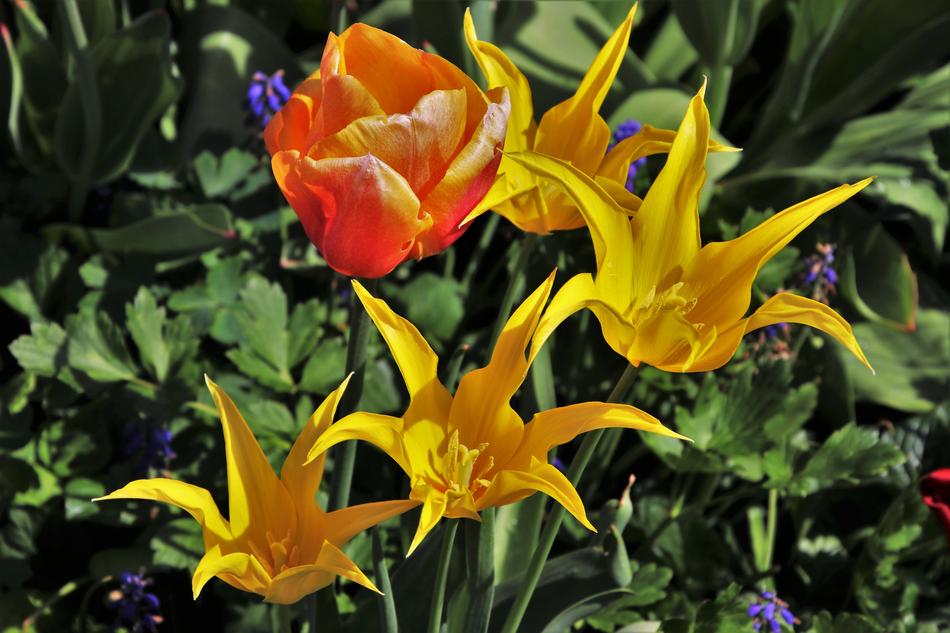 Tulips Spring Flower