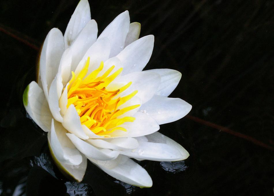 Flower Plant Nature