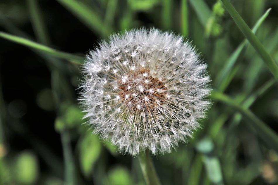 dandelion in the green grass landscape