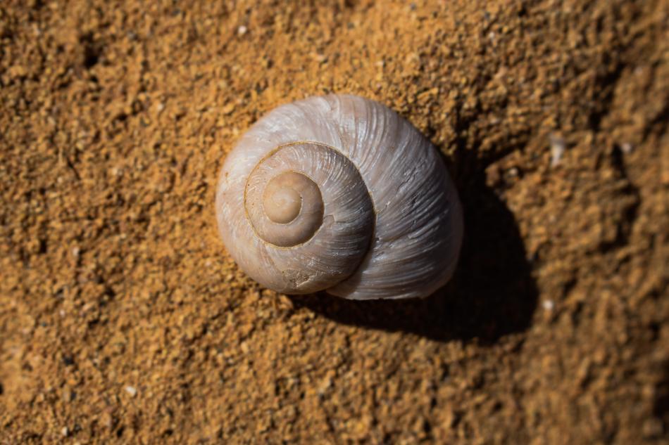 Fossil Shell Shellfish