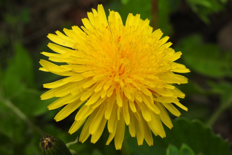 Nature Plant Flower