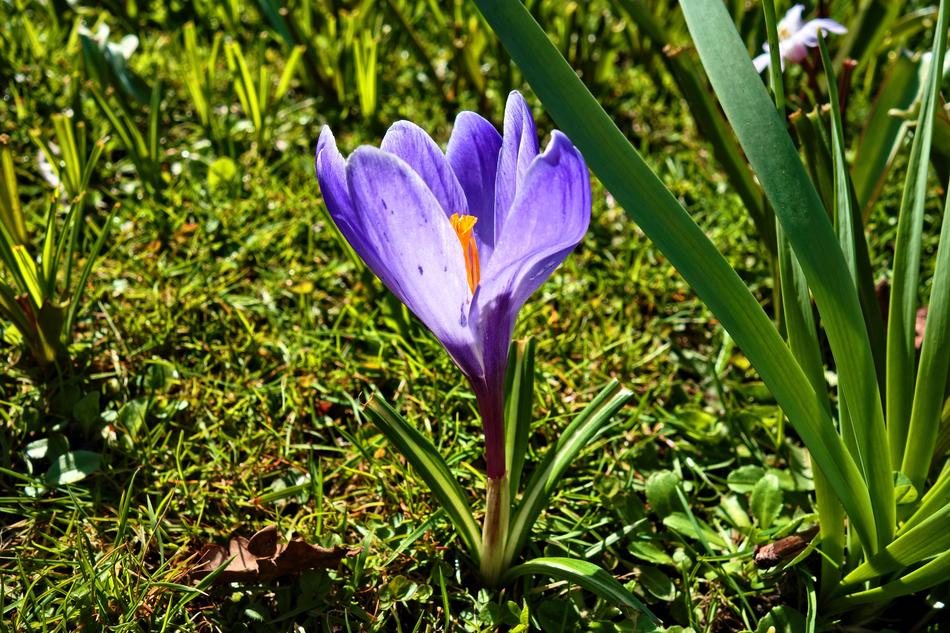 purple flower in green foliage landscape