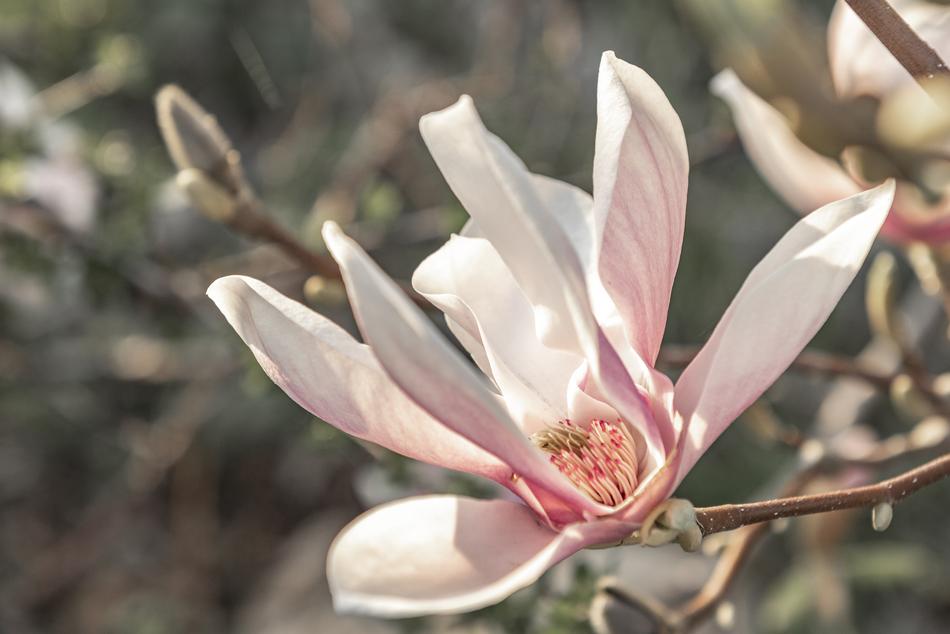 Flower Nature Plant