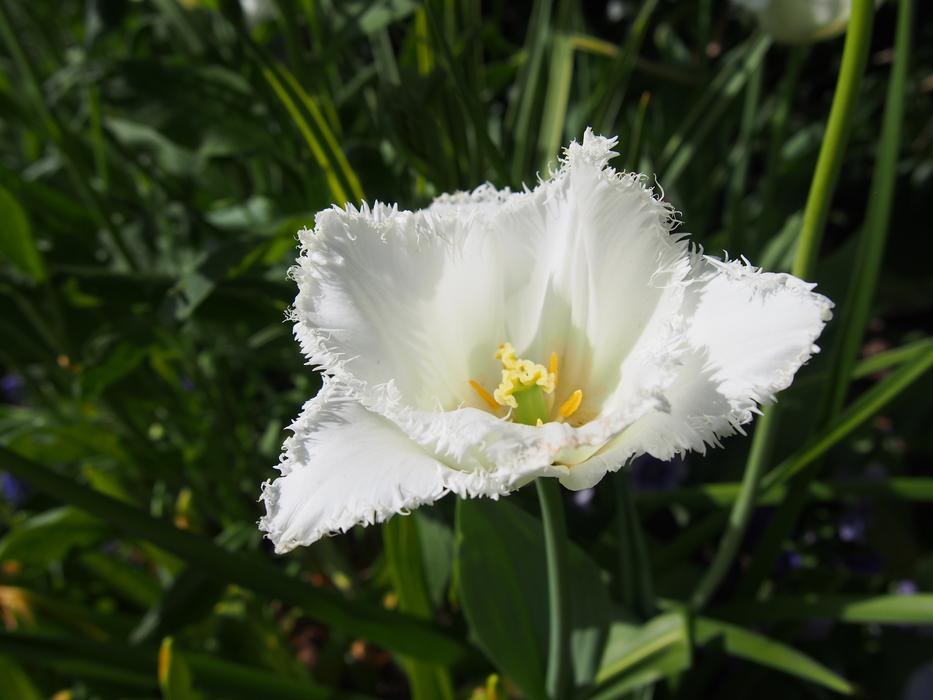 white unusual flower in the grass