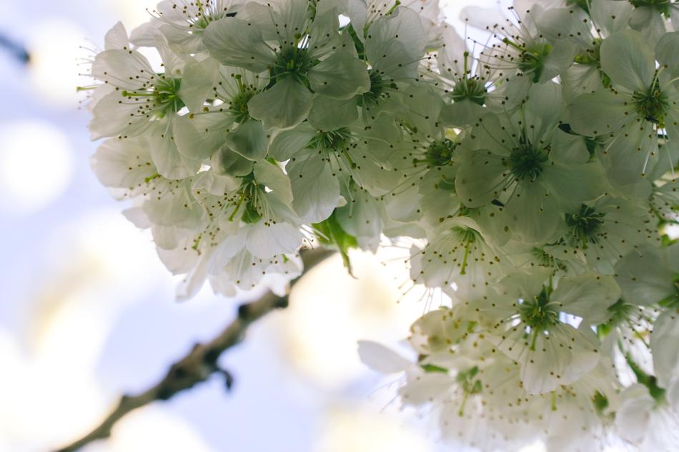 flowers on a branch in a sunny forest