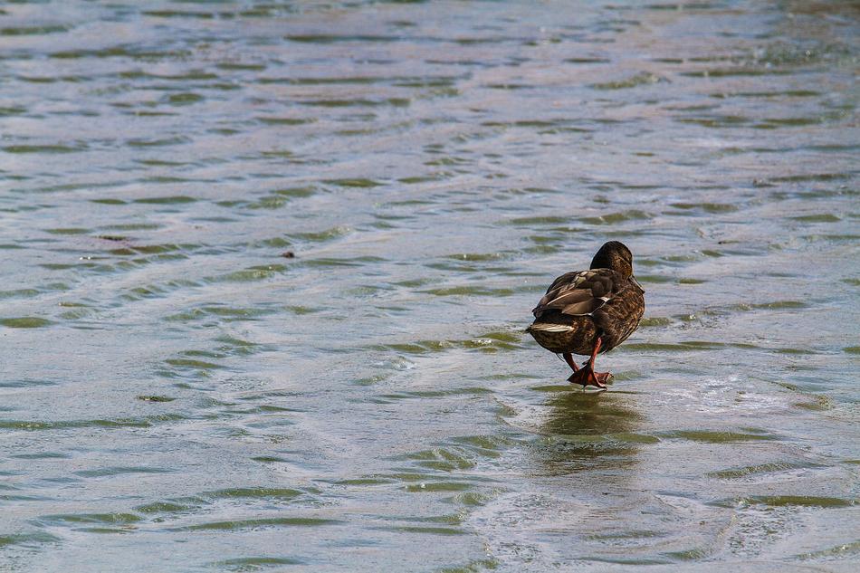 duck on the water is coming