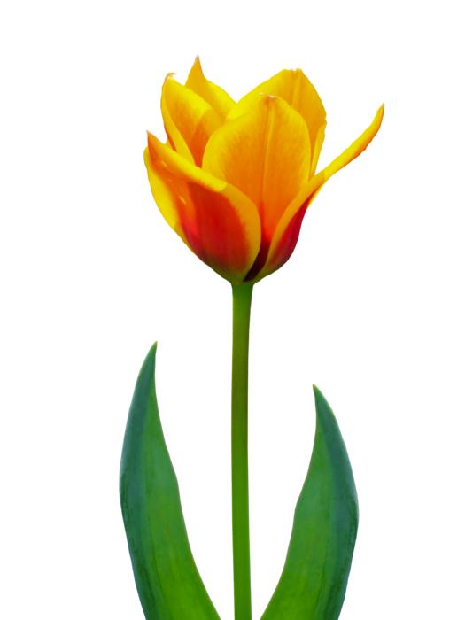 Nature Flower Plant