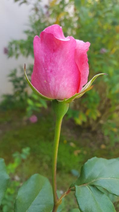 Nature Flower Plant