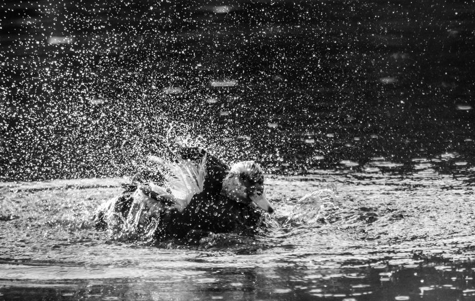 Water Monochrome Nature