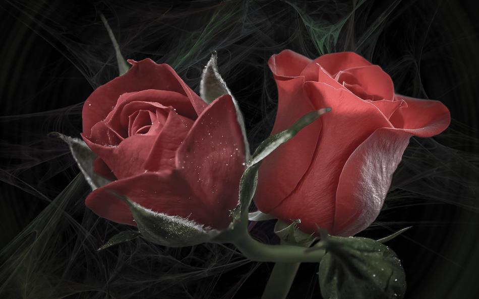 Rose Flower Love