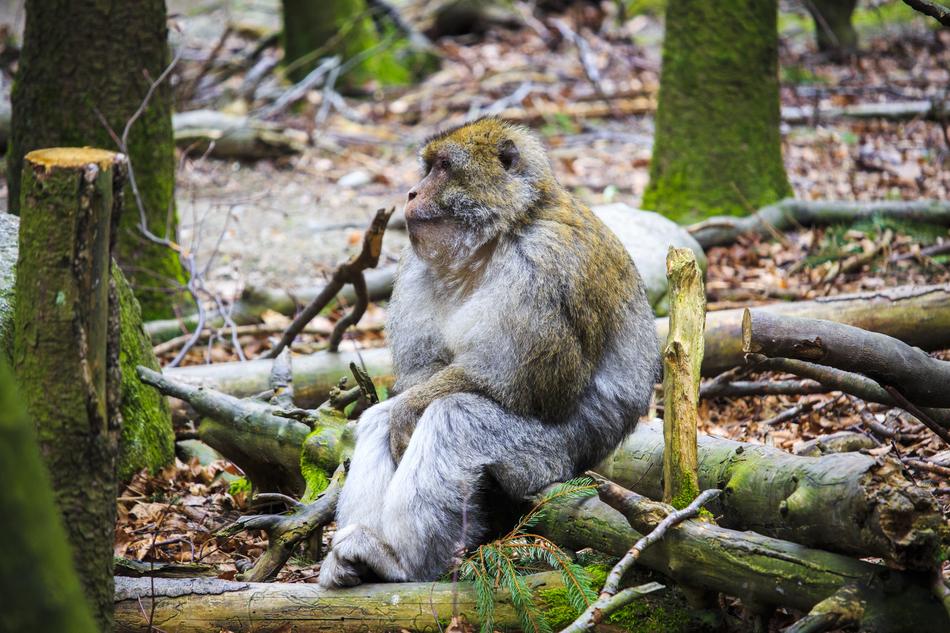 Barbary Ape Monkey Relax Chill