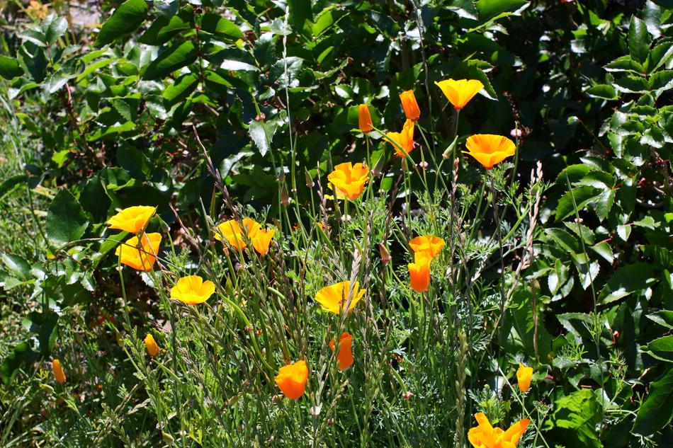 Flowers Yellow Nature