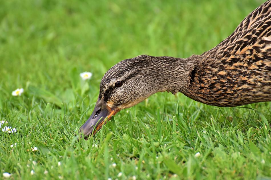Mallard Cute Nature