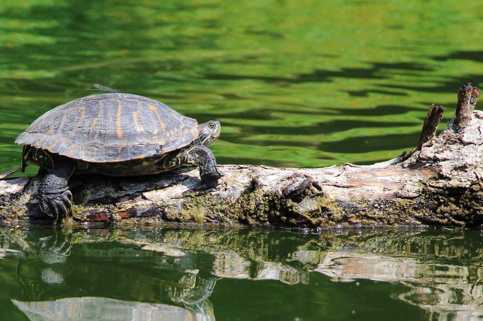 Testudines Reptilia Nature Body Of