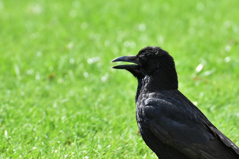 Crow Raven Bird