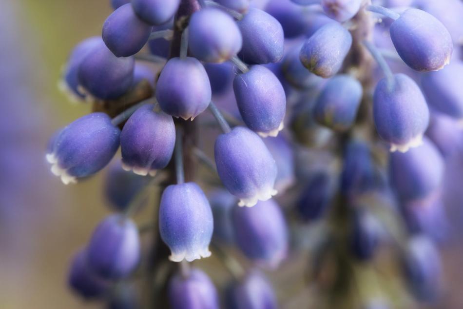 Nature Plant Color Close