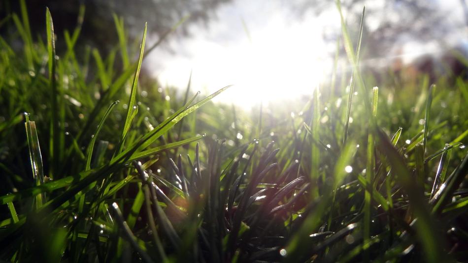 Grass Nature Flora