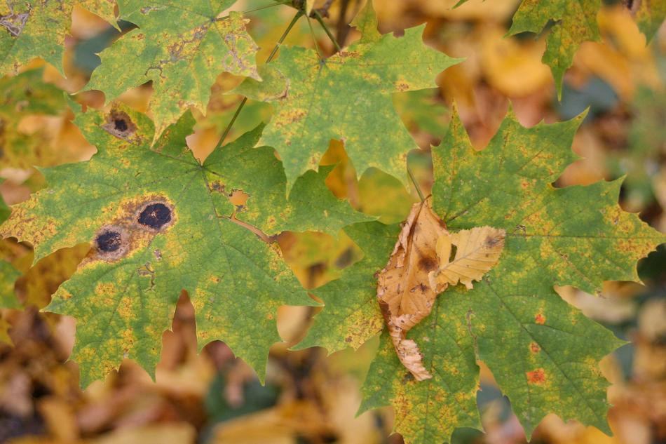 Golden Autumn Macro
