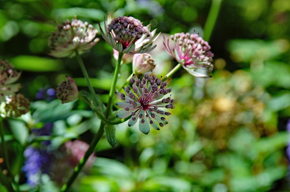 Flower Wild Garden