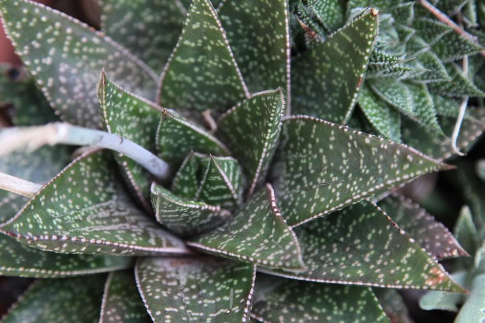 Leaf Flora Nature