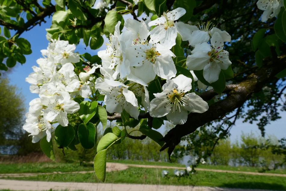 Flower Tree Plant