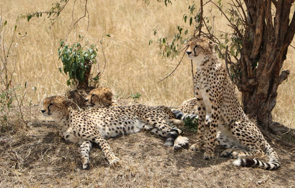 Cheetah Savanna Wild