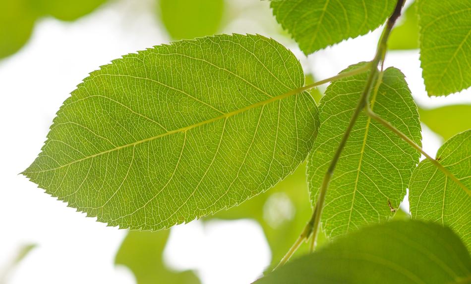 Leaf Green Nature