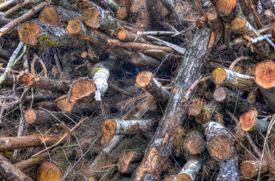 Cut Trunk Wood