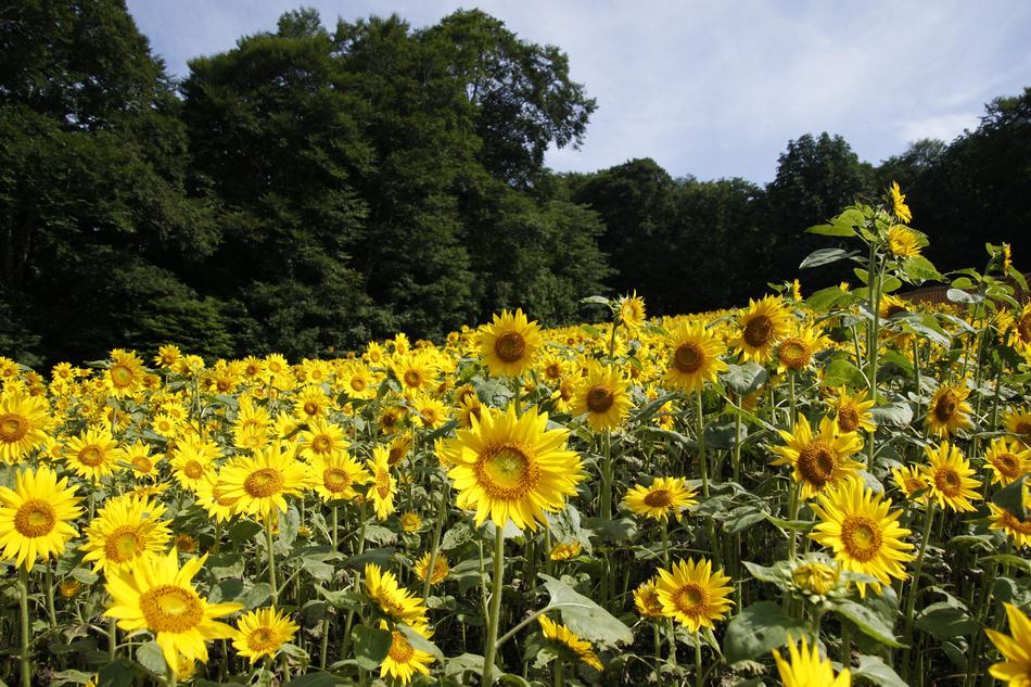 field in ukraine