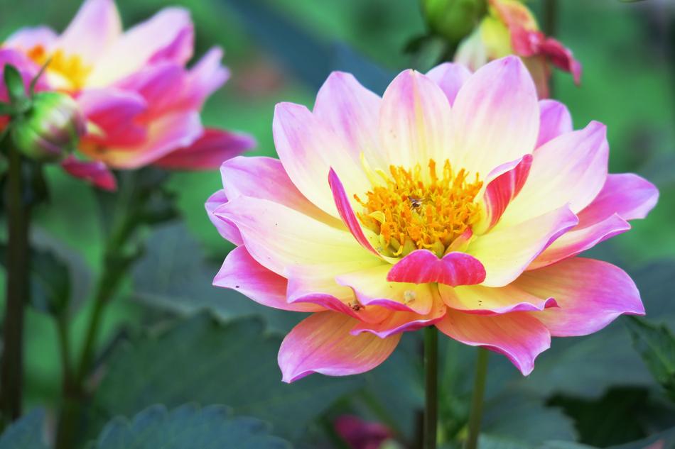 Flower Nature Plant