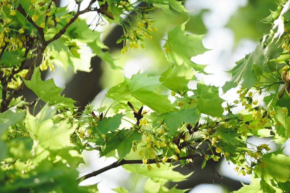 Leaf Nature Growth