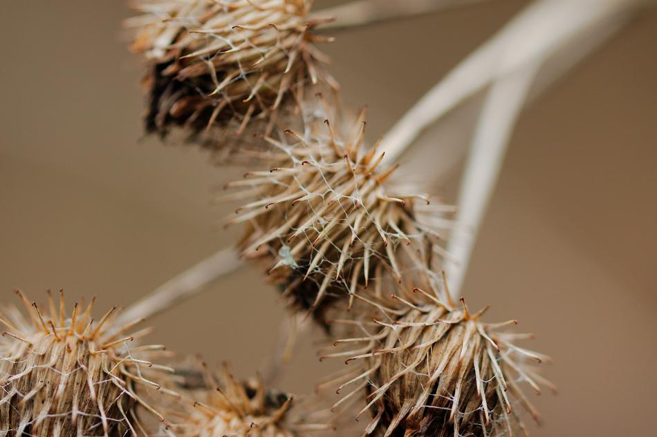 Thorn Nature Plant