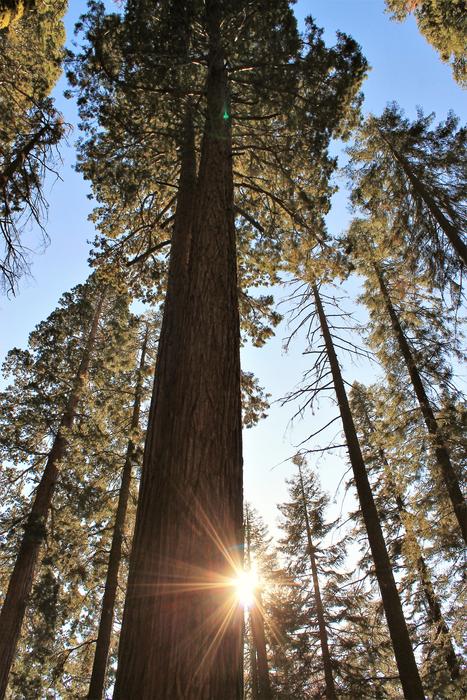 Trees Sequoia