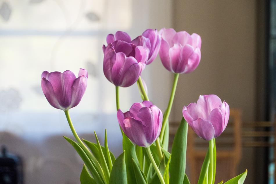 Nature Flora Tulip