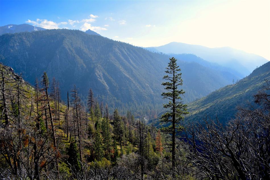 high forest landscape