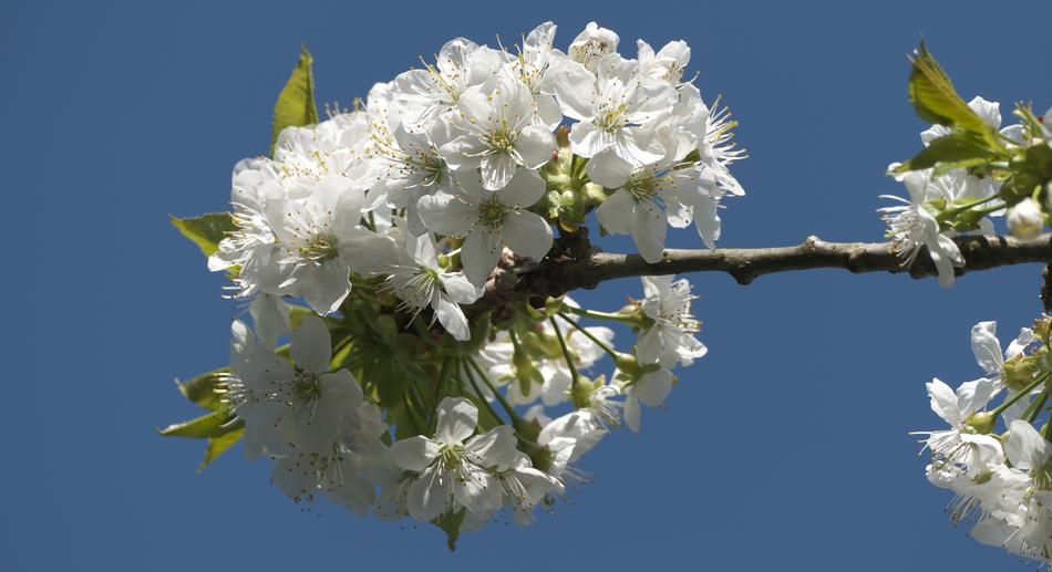 Blossom Bloom Blue Sky Cherry