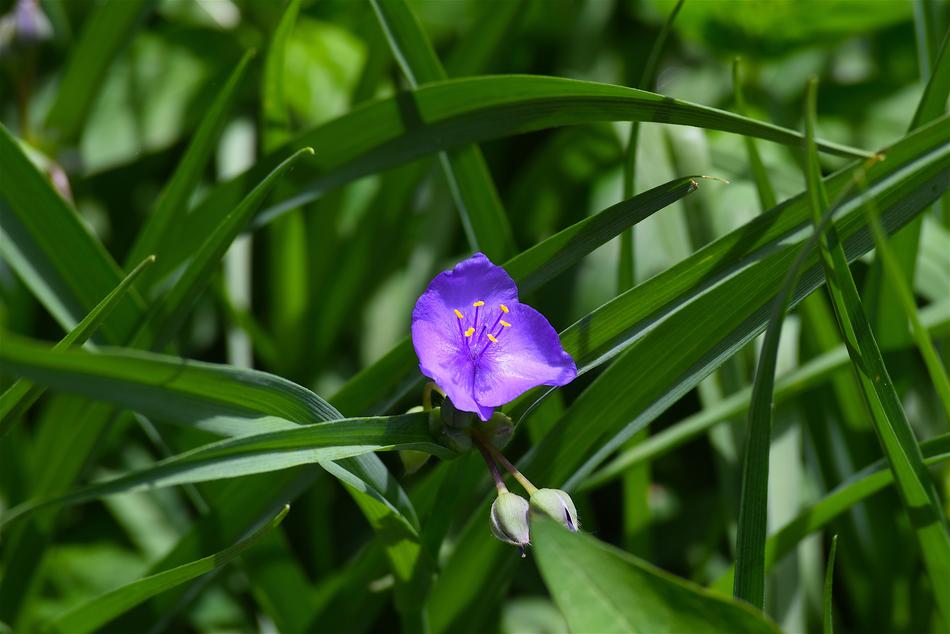 Flower Blue Green