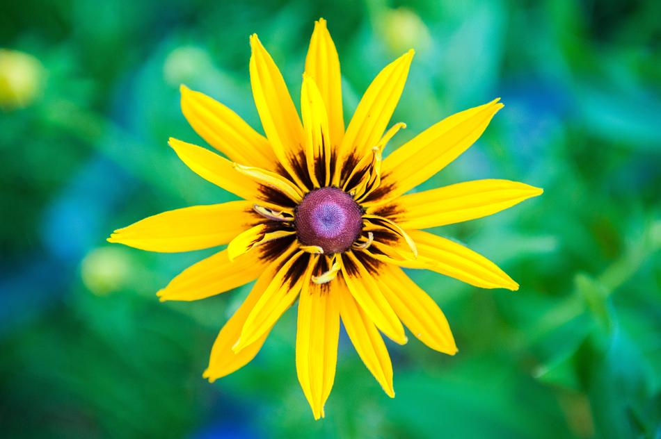 Yellow Flower Macro