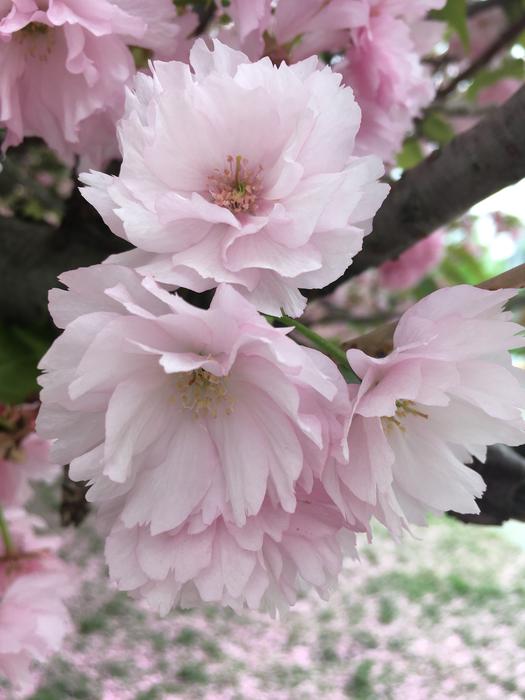 Flower Plant Garden