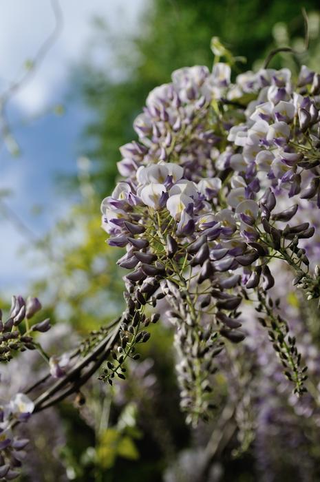 Flower Nature Plant
