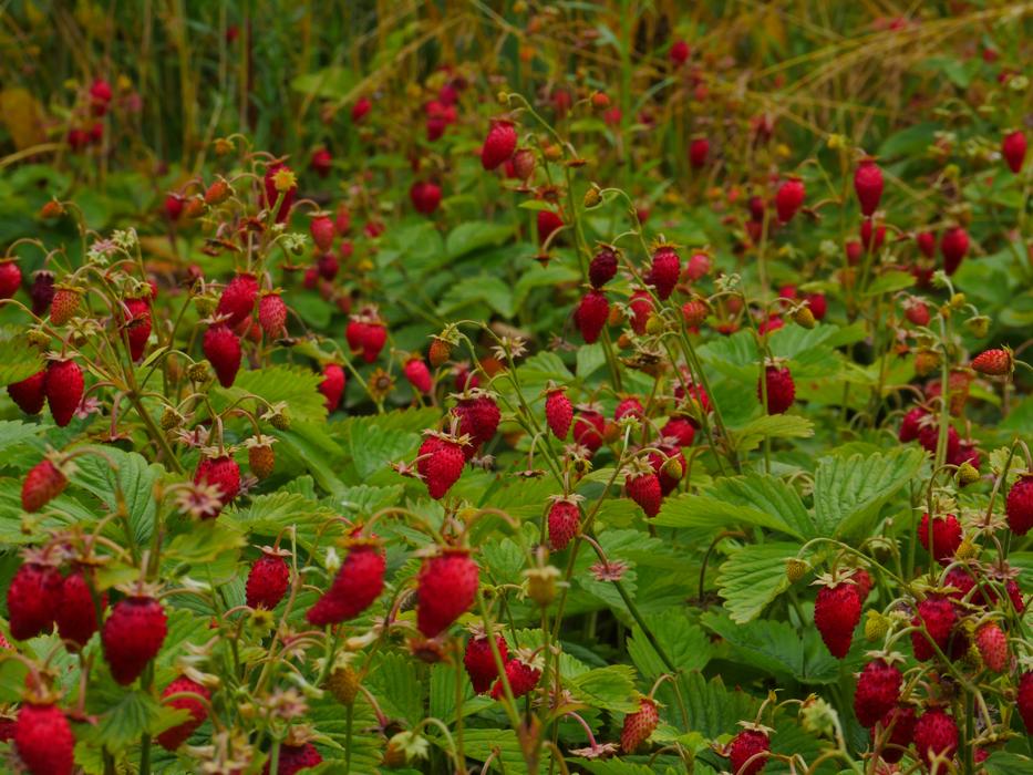 Wild Strawberry Berry Red